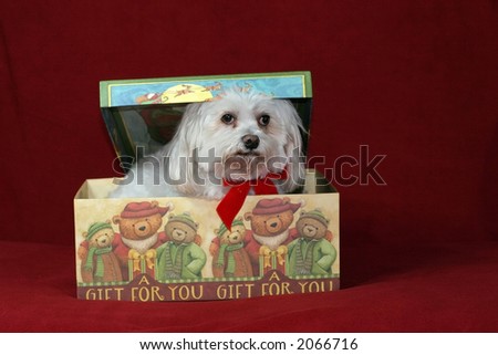 maltese in gift box