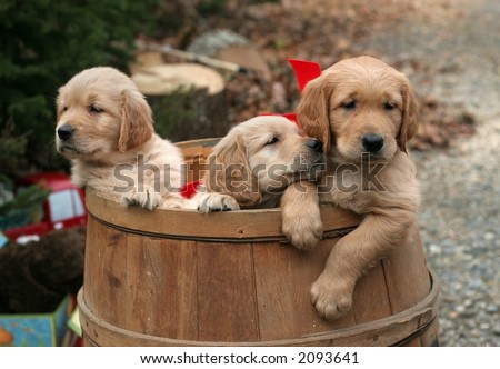 Barrel Of Puppies