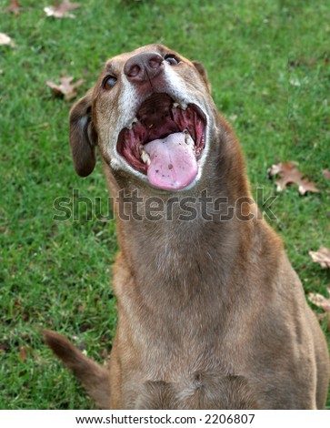 dog with mouth open