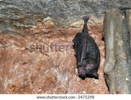 bat hanging upside down from rock
