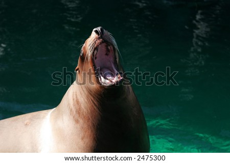 sea lion roaring