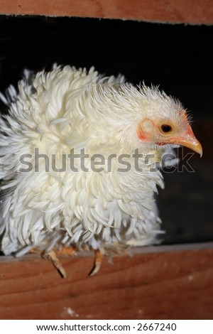 funny looking chicken