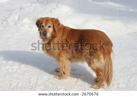 golden retriever standing on snow