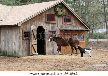 horse and goat walking towards barn