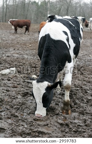 cow standing in mud
