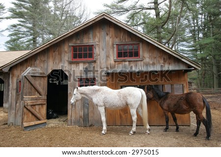 Miniature Horse Brown and White