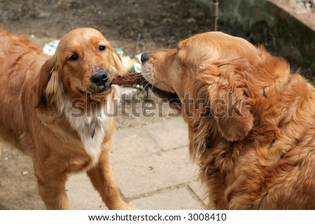 adult and puppy golden retrievers playing tug of war