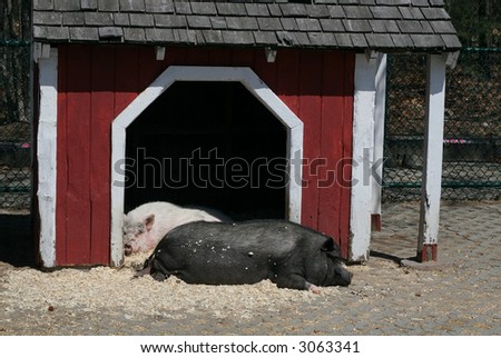 two pigs sleeping outside of shelter