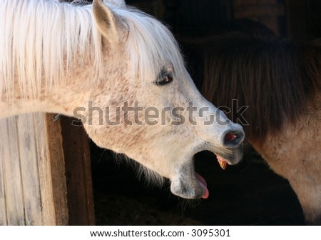 profile of white horse with open mouth