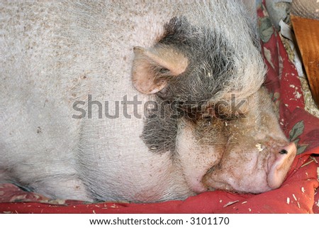 close-up of pig sleeping