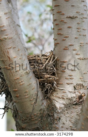 empty nest in tree