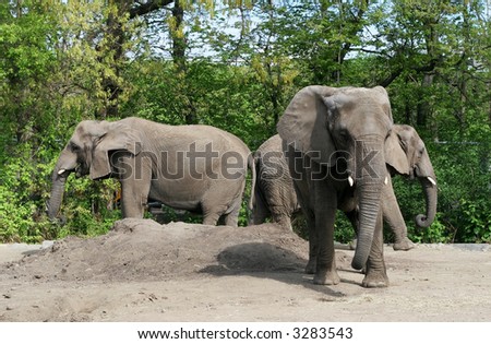 three african elephants in zoo