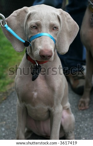 weimaraner puppy with training leash