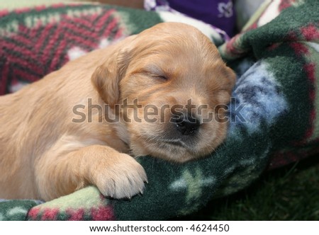 adorable golden puppy