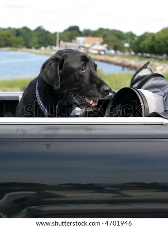 black labrador retriever dog sitting in truck