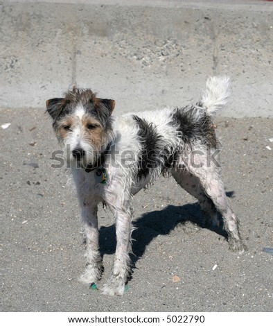 stock photo : long hair jack russell terrier at beach