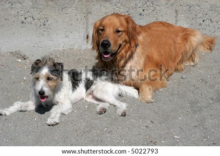stock photo : long hair jack russell terrier and golden retriever at beach