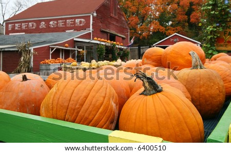 close-up of pumpkins in foreground of farm stand