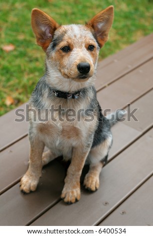 Blue Heeler Puppies on Adorable Blue Heeler Puppy Stock Photo 6400534   Shutterstock