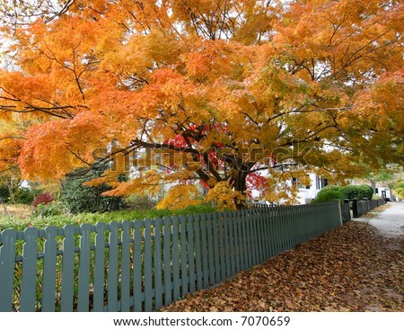 beautiful japanese maple tree in autumn