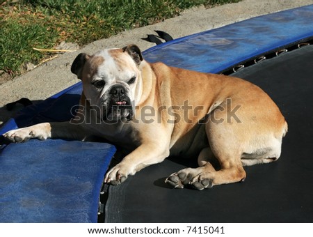 bulldog sitting on trampoline
