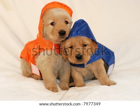 dogs in raincoats
