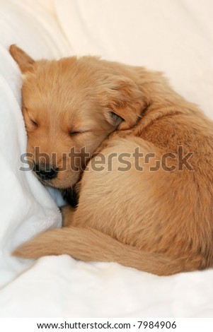adorable golden retriever puppy sleeping