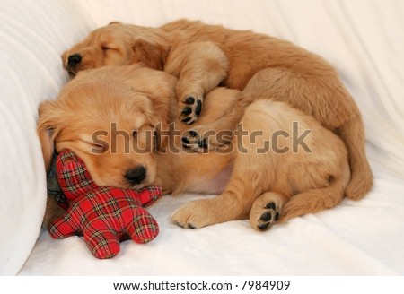 cute golden retriever puppies sleeping. golden retriever puppies