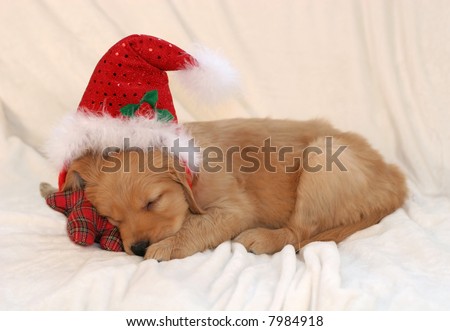 cute golden retriever puppies sleeping. golden retriever puppy