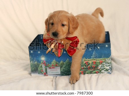 adorable golden retriever puppy with beautiful bow stepping out of holiday box