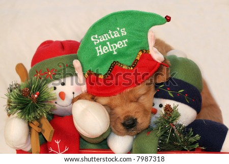adorable golden retriever puppy with santa\'s helper hat sleeping with snowmen