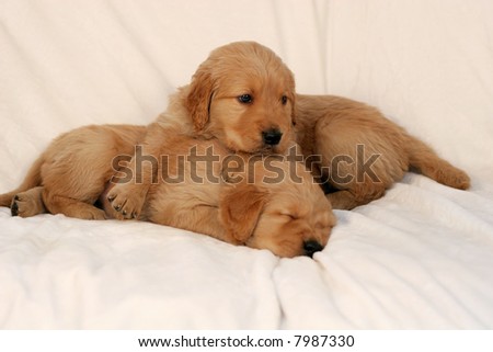 golden retriever puppies mn. 2011 Golden retriever puppies