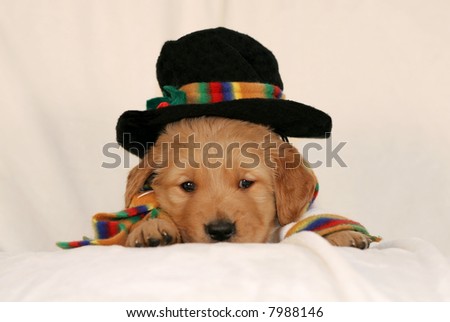 adorable golden retriever puppy with hat and scarf