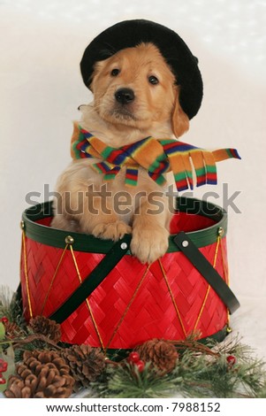 adorable golden retriever puppy with hat and scarf sitting in drum basket