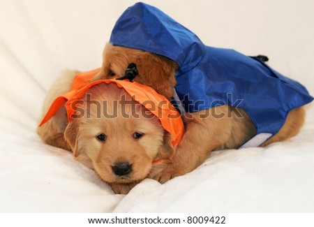 Pics Of Golden Retriever Puppies. golden retriever puppies