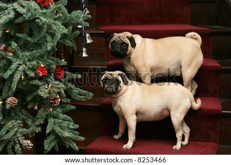 two adorable pug dogs standing on stairs with christmas tree