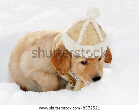 adorable golden retriever puppy with suede hat sitting in hole in snow
