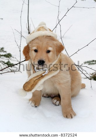 adorable golden retriever puppy in suede hat and scarf sitting on snow
