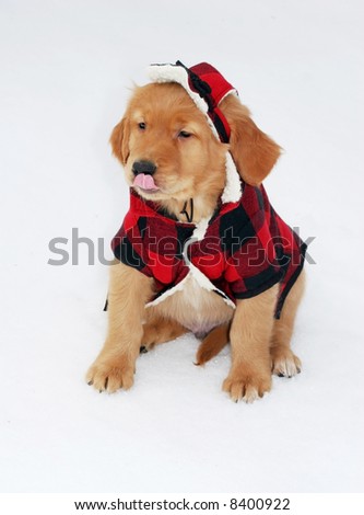 adorable golden retriever puppy in plaid hat and coat