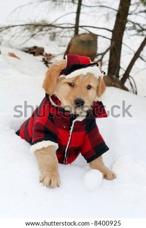 adorable golden retriever puppy in plaid hat and coat sitting in hole in snow