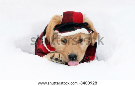 adorable golden retriever puppy in plaid hat and coat sitting in hole licking snow