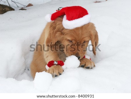 adorable golden retriever puppy with santa hat,collar and anklets in hole in snow curious about snowball