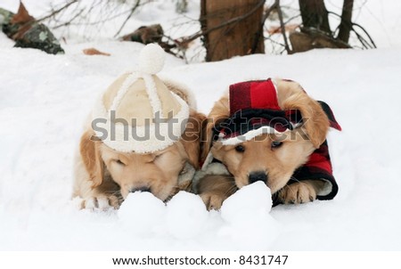 golden retriever puppies in the snow. golden retriever puppies