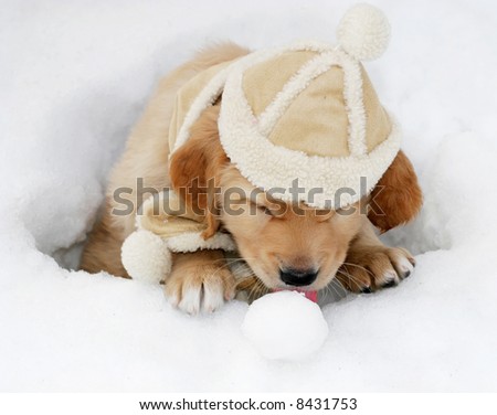 adorable golden retriever puppy with suede hat sitting in hole in snow licking snowball
