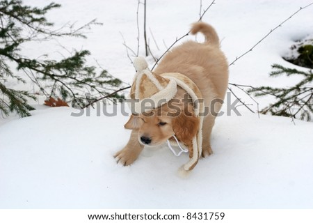 adorable golden retriever puppy with hat and scarf in snow