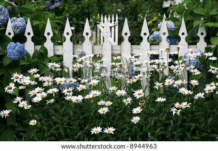 daisies and hydrangeas growing along white picket fence