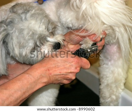 dog having nails clipped