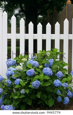 white picket fence with blue hydrangea flowers