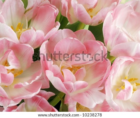 close-up opened pink and white tulips