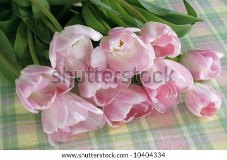 beautiful pink and white tulips laying on tablecloth